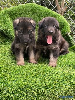 animales y mascotas - pastor alemán 