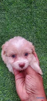animales y mascotas - shipoo 