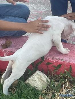 animales y mascotas - OFERTA CACHORRO DOGO ARGENTINO AMBOS SEXO UBICADO 