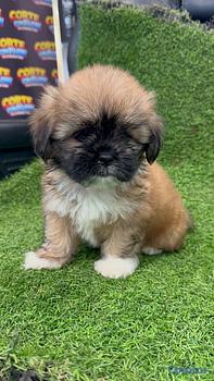 animales y mascotas - OFERTA CACHORRO SHIPOO HEMBRA EN SANTO DOMINGO Y T