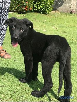 animales y mascotas - pastor alemán negro 
