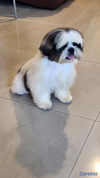 animales y mascotas - CACHORRO SHIH TZU 