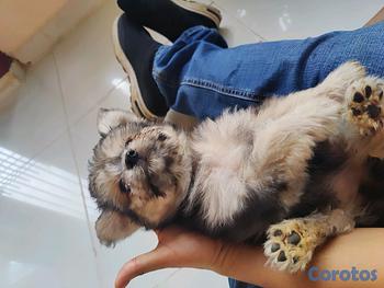 animales y mascotas - hermosa cachorra shihpoo, shih poo, poodle, peluche