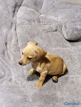 animales y mascotas - salchicha 