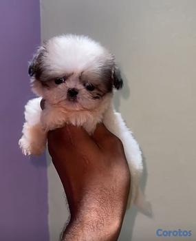 animales y mascotas - OFERTA CACHORRO SHIH TZU MACHO EN UBICADO EN SANTO