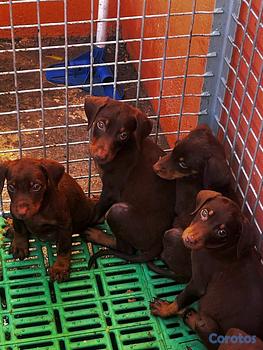 animales y mascotas - doberman 