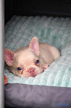 animales y mascotas - OFERTA CACHORRO EXOTICO BULLDOG FRANCES AMBOS SEXO