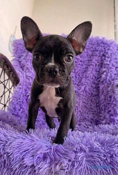 animales y mascotas - OFERTA CACHORRO BULLDOG FRANCES HEMBRA EN SANTO DO