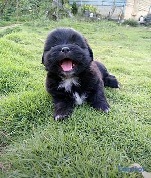 animales y mascotas - Shihpoo hembra y macho. Dog, pet, mascotas, cachor