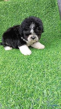animales y mascotas - OFERTA CACHORRO SHIPOO MACHO EN SANTO DOMINGO Y TI