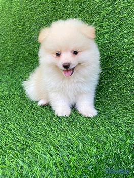 animales y mascotas - pomerania 