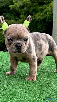 animales y mascotas - bulldog francés blue Merle 
