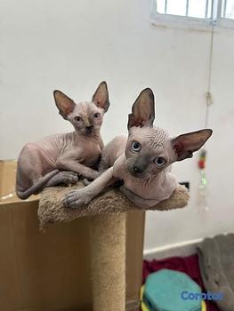 animales y mascotas - ✨ Hermosa gatita Sphynx (Esfinge) disponible ✨