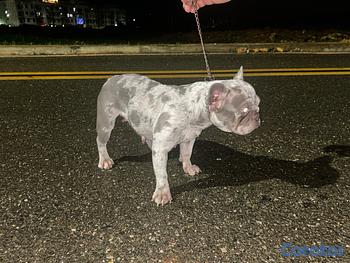 animales y mascotas - Perro Bulldog Francés Merle exótica 