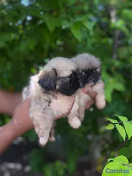 animales y mascotas - Pekinés 