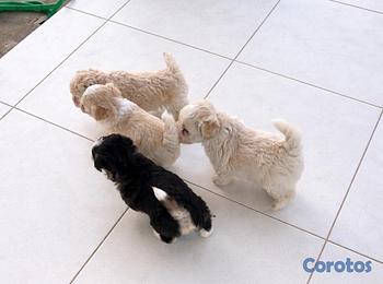 animales y mascotas - maltipoo hembras