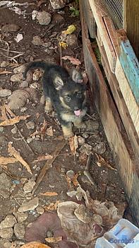animales y mascotas - OFERTA CACHORRO PASTOR ALEMAN EN UBICADO EN SANTO 