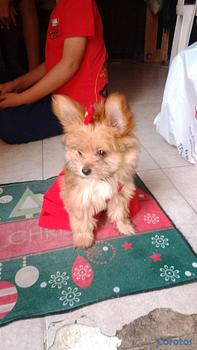 animales y mascotas - mini pomerania 