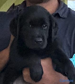 animales y mascotas - Cachorros Labrador Negros Premium – 1 Hembra y 1 Macho Disponibles