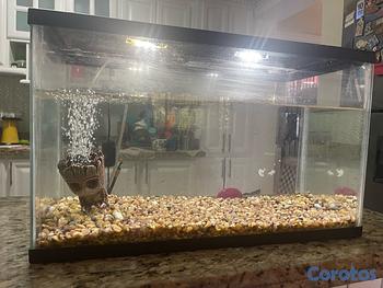 decoración y accesorios - vendo pecera con oxigenador de oportunidad en RD$2500