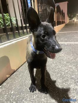 animales y mascotas - Pastor belga malinois 