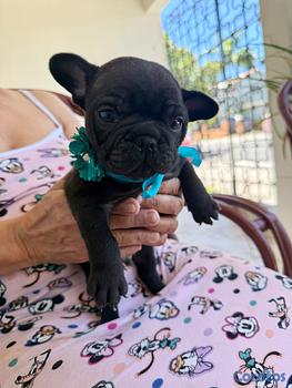 animales y mascotas - Se vende Bulldog Francés 