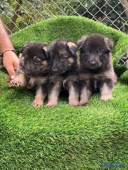 animales y mascotas - pastor alemán 