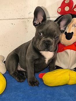 animales y mascotas - OFERTA CACHORRO BULLDOG FRANCES MACHO UBICADO EN S