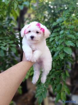 animales y mascotas - OFERTA CACHORRO POODLE CANICHE HEMBRA UBICADO EN S