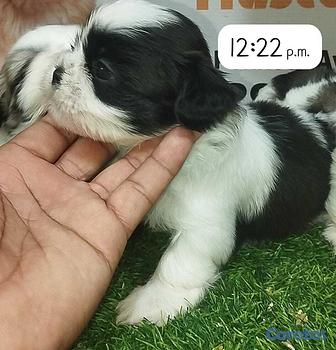 animales y mascotas - OFERTA CACHORRO SHIH TZU MACHO EN UBICADO EN SANTO