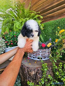 animales y mascotas - OFERTA CACHORRO SHIH TZU MACHO EN SANTO DOMINGO Y 