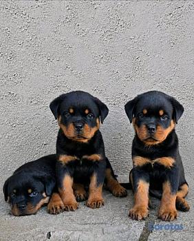 animales y mascotas - Rottweiler 
