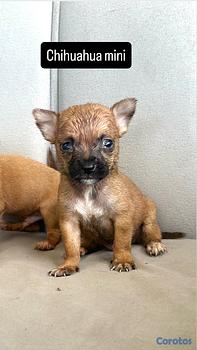 animales y mascotas - Chihuahua 