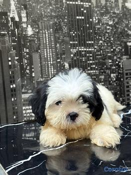 animales y mascotas - OFERTA CACHORRO SHIPOO HEMBRA EN SANTO DOMINGO Y T