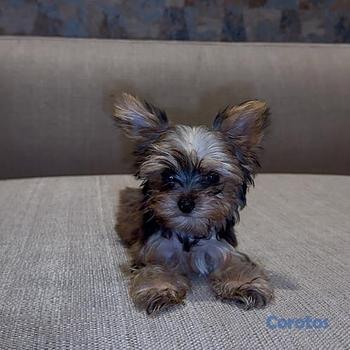 animales y mascotas - Yorkie Mini, Hembra y Machos 