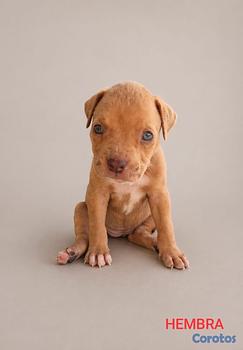 animales y mascotas - Hermosos Cachorros mestizos tipo bull, buscando un nuevo hogar 