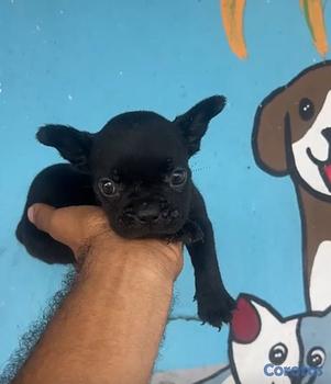 animales y mascotas - OFERTA CACHORRO BULLDOG FRANCES HEMBRA EN SANTO DO