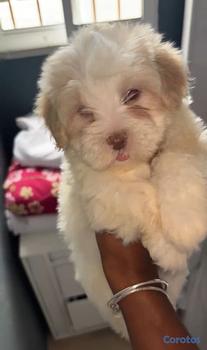 animales y mascotas - OFERTA CACHORRO MALTIPOO HEMBRA EN UBICADO EN SANT
