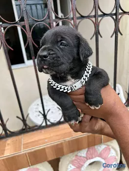 animales y mascotas - cane corso 