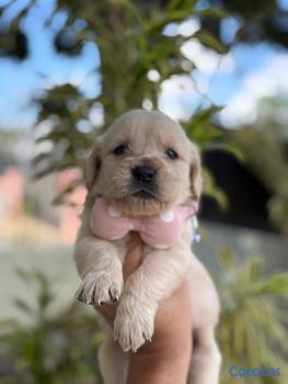 animales y mascotas - OFERTA CACHORRO GOLDEN RETRIEVER AMBOS SEXO UBICAD