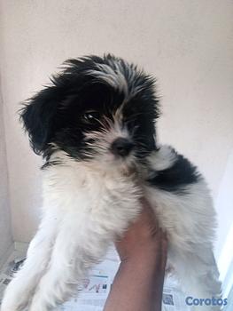 animales y mascotas - Hermosa Cachorrita Shipoo 