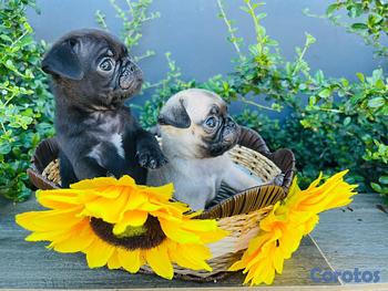 animales y mascotas - Pug hembras y machos. Dog, pet, mascotas, cachorro