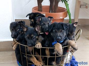 animales y mascotas - Cachorros puros de Pastor Alemán 