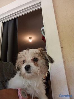 animales y mascotas - shipoo hembra