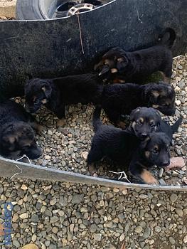 animales y mascotas - Pastor aleman hembra 