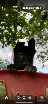 animales y mascotas - pastor alemán 