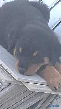 animales y mascotas - Cachorros Rottwailer Ambos sexo