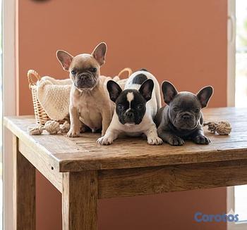 animales y mascotas - OFERTA CACHORRO BULLDOG FRANCES AMBOS SEXO EN SANT