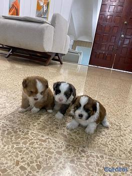 animales y mascotas - OFERTA CACHORRO SHIPOO MACHO EN UBICADO EN SANTO D