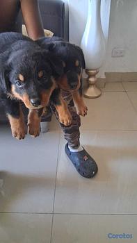 animales y mascotas - Cachorros Rottwailer Ambos sexo